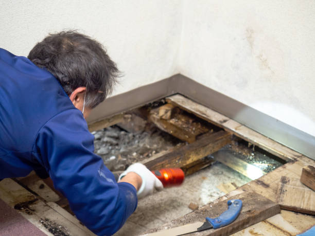 Best Local Mold Removal Service  in Las Vegas, NM