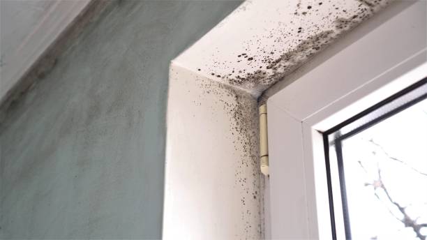 Best Commercial Mold Removal  in Las Vegas, NM