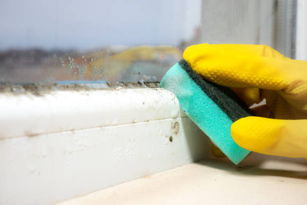 Certified Mold Removal in Las Vegas, NM