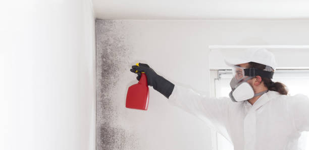 Home Mold Removal in Las Vegas, NM
