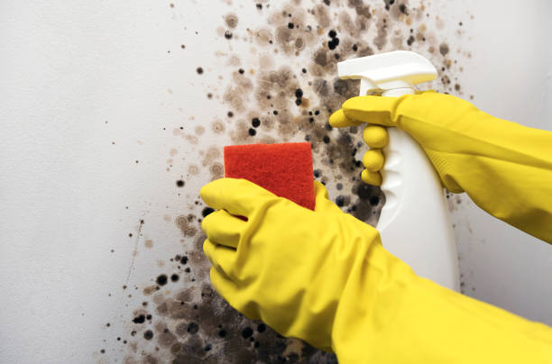 Attic Mold Removal in Las Vegas, NM