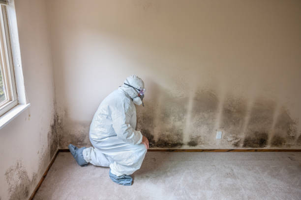 Best Certified Mold Removal  in Las Vegas, NM